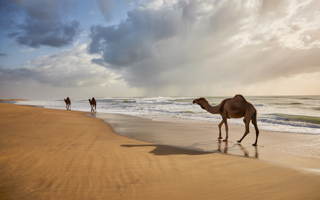 excursions Marrakech